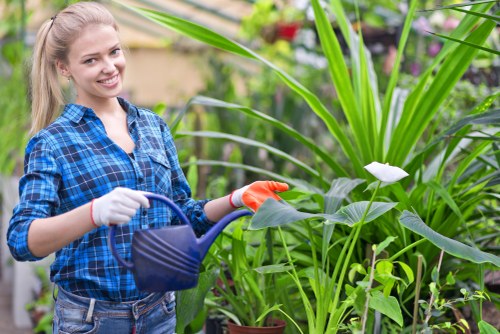 In a well-maintained outdoor garden space, a young woman is seen smiling while watering lush, broad-leaved plants with a blue watering can. The garden features a variety of greenery, including tall, leafy hedge plants and smaller shrubs, with natural earth and soil visible at the bases. The background displays additional garden elements such as flower pots, potted plants, and possibly a wooden fence or garden structure, all bathed in natural daylight under partly cloudy weather conditions. The vibrant green foliage contrasts with the woman’s casual blue plaid shirt and the bright orange gloves she is wearing, highlighting her active role in outdoor gardening tasks. The scene exemplifies a lush, healthy garden environment suitable for professional gardening and hedge trimming services, with a focus on maintaining vibrant greenery along residential borders or landscaped yards in Seven Kings or nearby areas. This natural setting emphasizes the importance of regular lawn care, pruning, and plant health in an outdoor garden space.