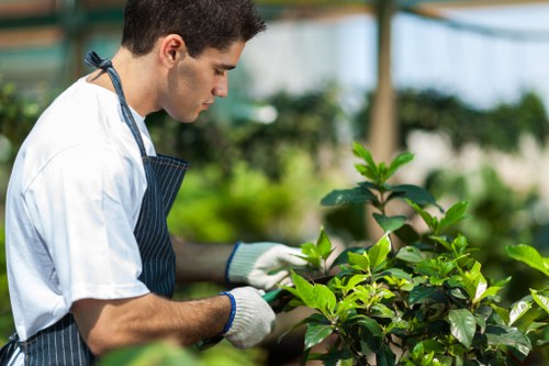 Operative trimming a formal hedge with safety equipment
